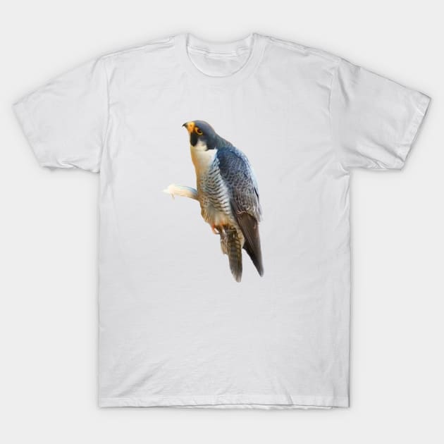 Falcon T-Shirt by Guardi